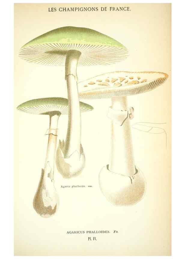 Reproducción/Reproduction 8558705813: Les champignons de la France :. Paris :J. Rothschild,1870.