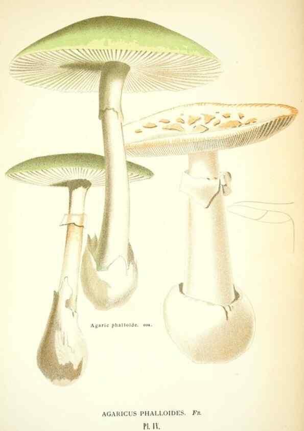 Reproducción/Reproduction 8558705813: Les champignons de la France :. Paris :J. Rothschild,1870.