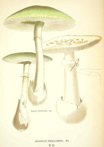 Reproducción/Reproduction 8558705813: Les champignons de la France :. Paris :J. Rothschild,1870.