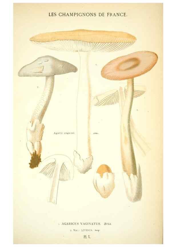Reproducción/Reproduction 8559813896: Les champignons de la France :. Paris :J. Rothschild,1870.