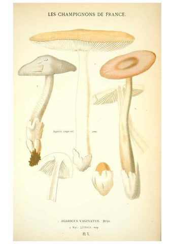 Reproducción/Reproduction 8559813896: Les champignons de la France :. Paris :J. Rothschild,1870.