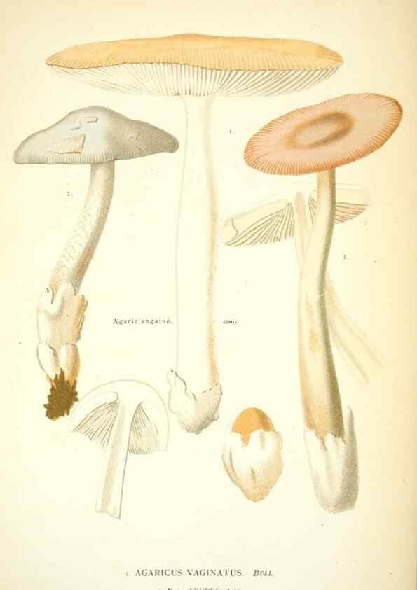 Reproducción/Reproduction 8559813896: Les champignons de la France :. Paris :J. Rothschild,1870.