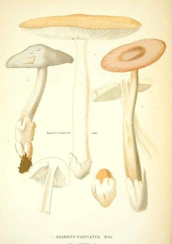 Reproducción/Reproduction 8559813896: Les champignons de la France :. Paris :J. Rothschild,1870.