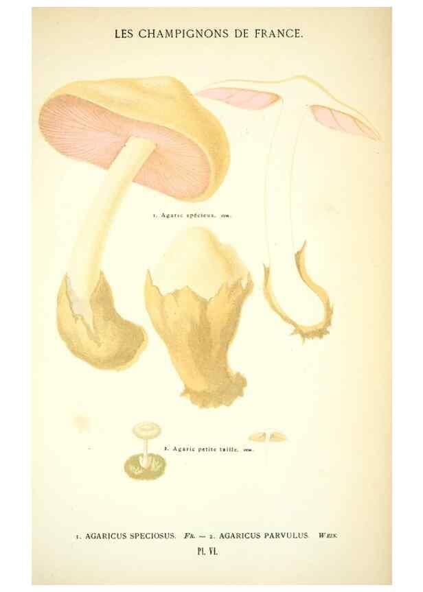 Reproducción/Reproduction 8559814118: Les champignons de la France :. Paris :J. Rothschild,1870.