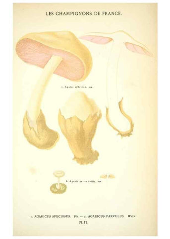 Reproducción/Reproduction 8559814118: Les champignons de la France :. Paris :J. Rothschild,1870.