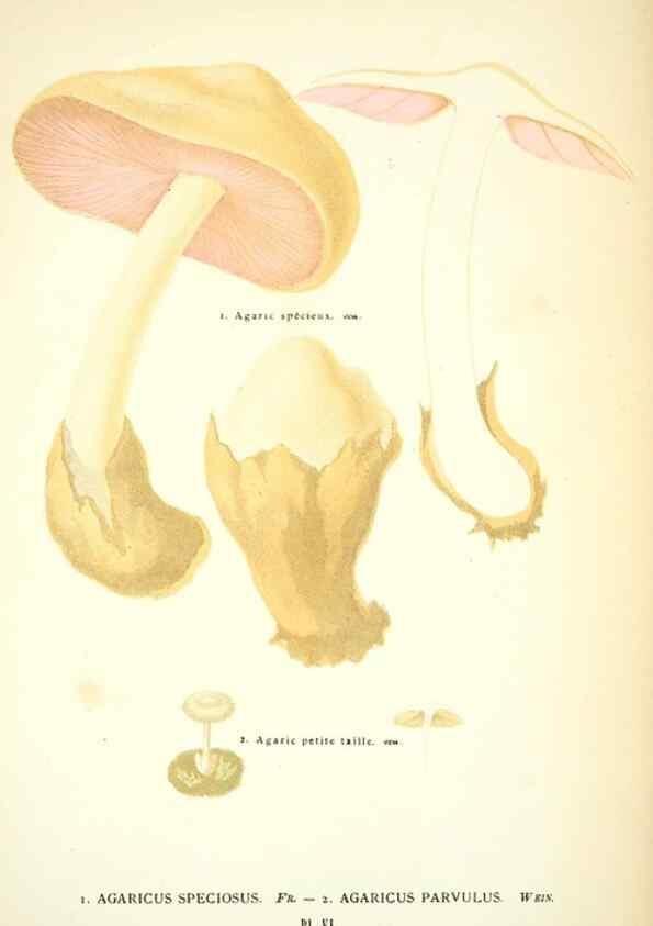 Reproducción/Reproduction 8559814118: Les champignons de la France :. Paris :J. Rothschild,1870.