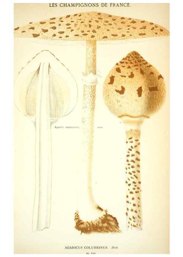Reproducción/Reproduction 8559814326: Les champignons de la France :. Paris :J. Rothschild,1870.