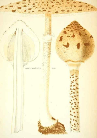 Reproducción/Reproduction 8559814326: Les champignons de la France :. Paris :J. Rothschild,1870.