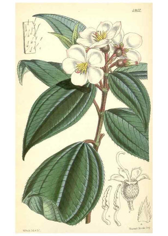 Reproducción/Reproduction 8550717575: Curtis's botanical magazine.. London ;New York [etc.] :Academic Press [etc.]