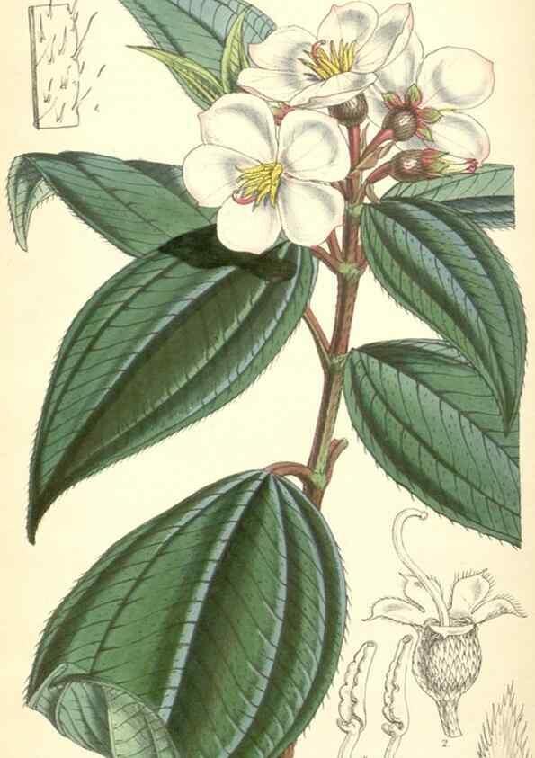 Reproducción/Reproduction 8550717575: Curtis's botanical magazine.. London ;New York [etc.] :Academic Press [etc.]