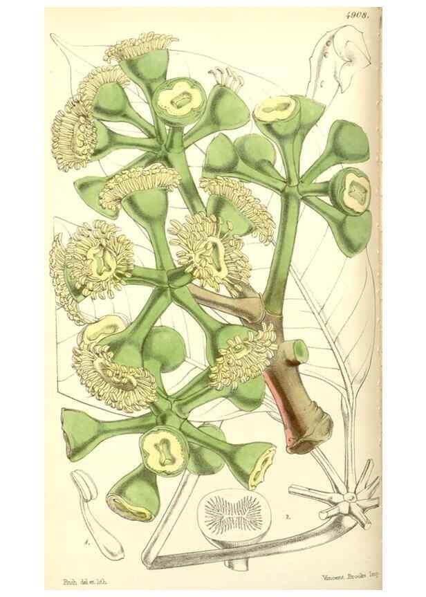 Reproducción/Reproduction 8550671777: Curtis's botanical magazine.. London ;New York [etc.] :Academic Press [etc.]