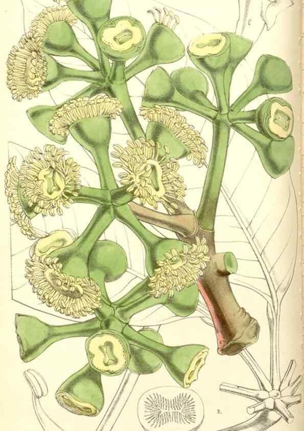 Reproducción/Reproduction 8550671777: Curtis's botanical magazine.. London ;New York [etc.] :Academic Press [etc.]