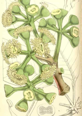 Reproducción/Reproduction 8550671777: Curtis's botanical magazine.. London ;New York [etc.] :Academic Press [etc.]
