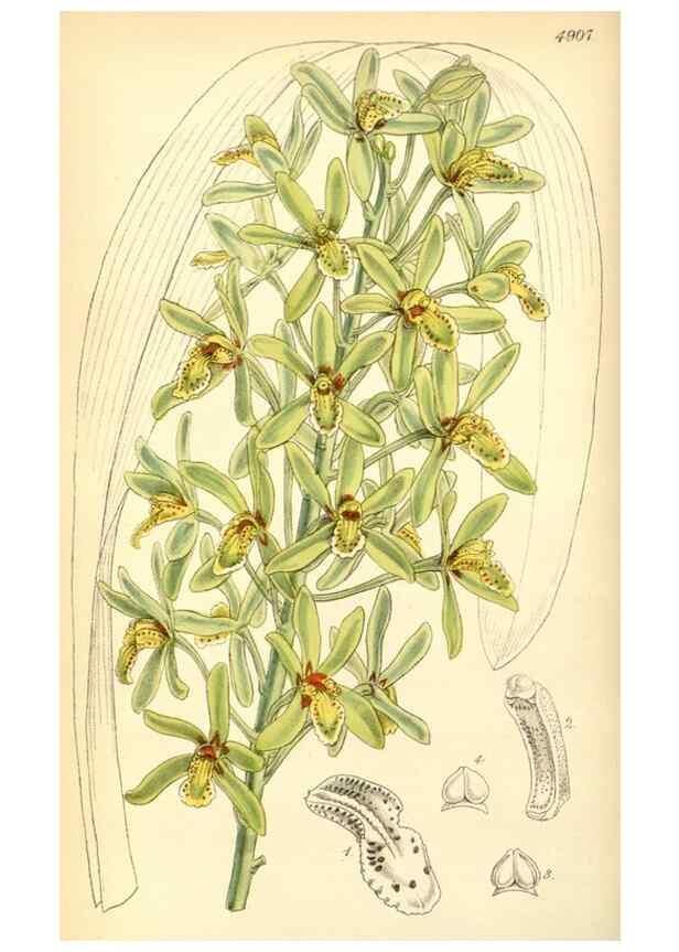 Reproducción/Reproduction 8550670809: Curtis's botanical magazine.. London ;New York [etc.] :Academic Press [etc.]