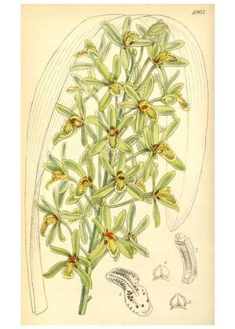 Reproducción/Reproduction 8550670809: Curtis's botanical magazine.. London ;New York [etc.] :Academic Press [etc.]
