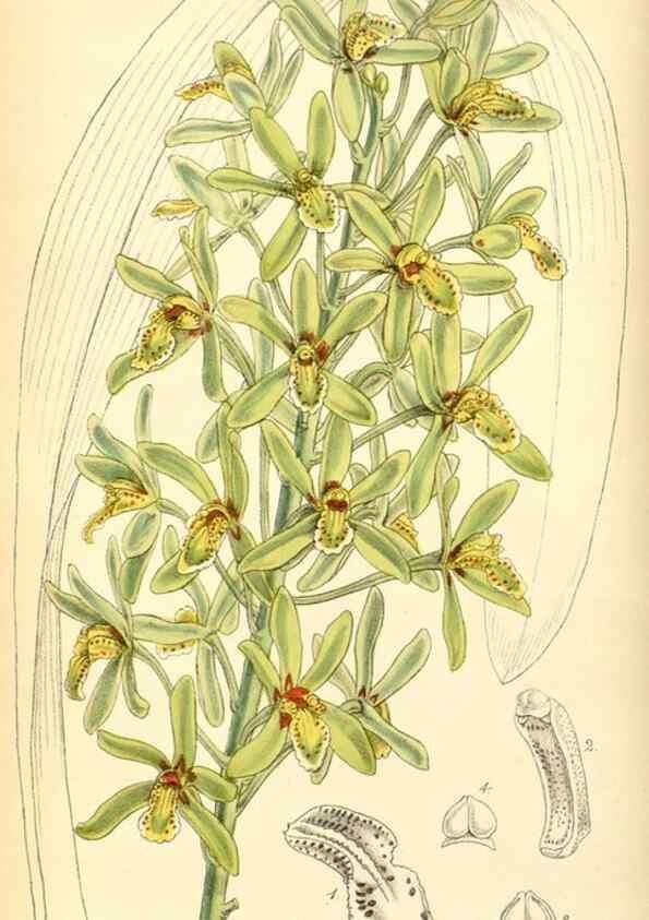 Reproducción/Reproduction 8550670809: Curtis's botanical magazine.. London ;New York [etc.] :Academic Press [etc.]