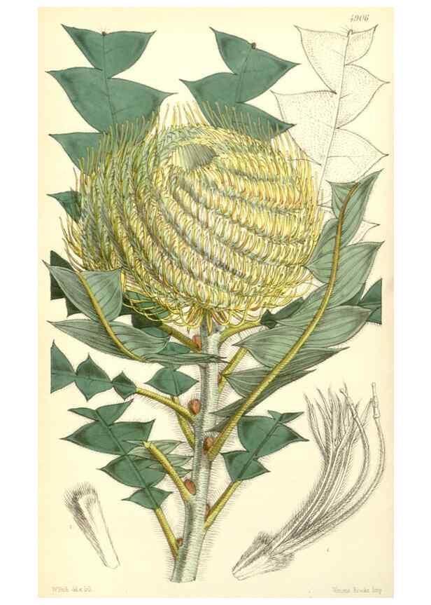 Reproducción/Reproduction 8550670109: Curtis's botanical magazine.. London ;New York [etc.] :Academic Press [etc.]