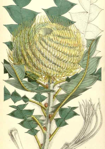Reproducción/Reproduction 8550670109: Curtis's botanical magazine.. London ;New York [etc.] :Academic Press [etc.]