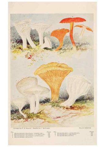 Reproducción/Reproduction 8535965817: Toadstools, mushrooms, fungi, edible and poisonous;. Indianapolis,The Bowen-Merrill Company[c1902]