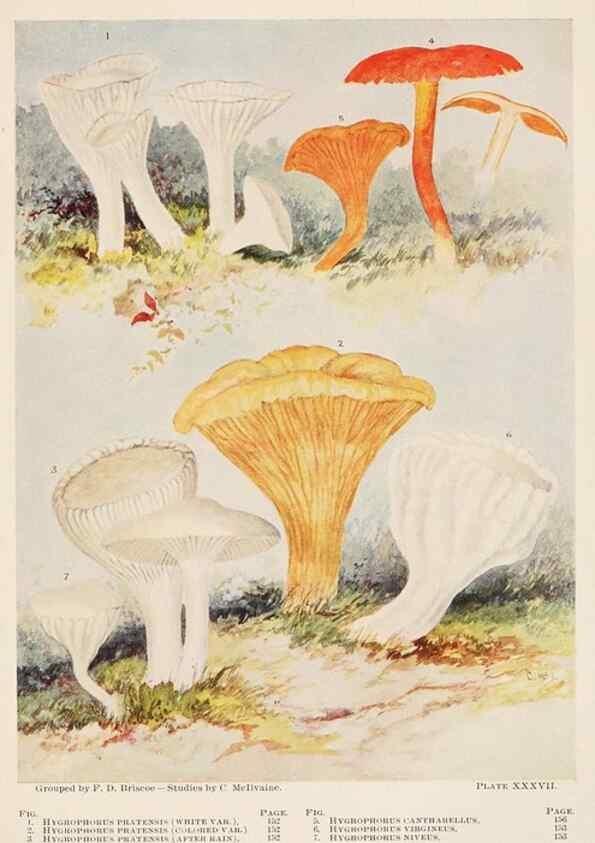 Reproducción/Reproduction 8535965817: Toadstools, mushrooms, fungi, edible and poisonous;. Indianapolis,The Bowen-Merrill Company[c1902]