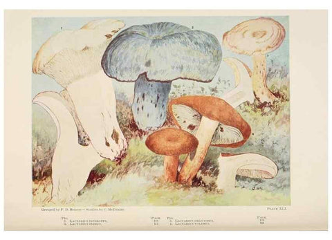 Reproducción/Reproduction 8535966177: Toadstools, mushrooms, fungi, edible and poisonous;. Indianapolis,The Bowen-Merrill Company[c1902]