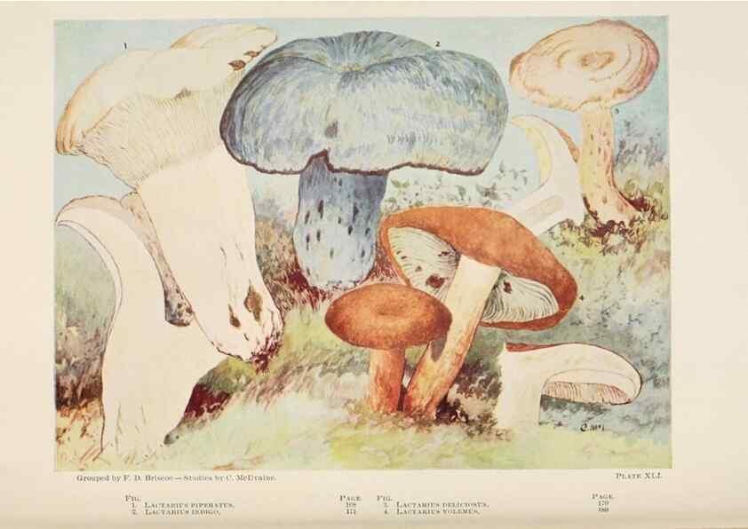 Reproducción/Reproduction 8535966177: Toadstools, mushrooms, fungi, edible and poisonous;. Indianapolis,The Bowen-Merrill Company[c1902]