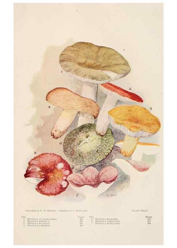Reproducción/Reproduction 8537071102: Toadstools, mushrooms, fungi, edible and poisonous;. Indianapolis,The Bowen-Merrill Company[c1902]