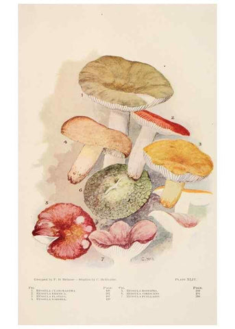 Reproducción/Reproduction 8537071102: Toadstools, mushrooms, fungi, edible and poisonous;. Indianapolis,The Bowen-Merrill Company[c1902]