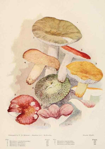 Reproducción/Reproduction 8537071102: Toadstools, mushrooms, fungi, edible and poisonous;. Indianapolis,The Bowen-Merrill Company[c1902]