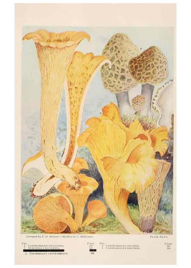 Reproducción/Reproduction 8535967513: Toadstools, mushrooms, fungi, edible and poisonous;. Indianapolis,The Bowen-Merrill Company[c1902]