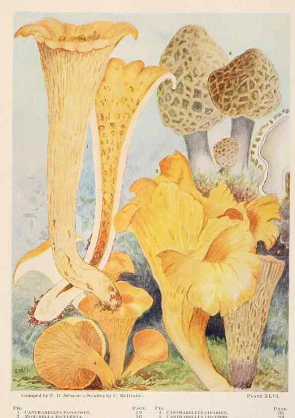 Reproducción/Reproduction 8535967513: Toadstools, mushrooms, fungi, edible and poisonous;. Indianapolis,The Bowen-Merrill Company[c1902]