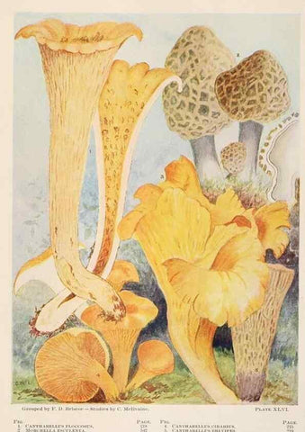 Reproducción/Reproduction 8535967513: Toadstools, mushrooms, fungi, edible and poisonous;. Indianapolis,The Bowen-Merrill Company[c1902]