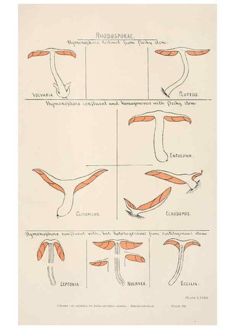 Reproducción/Reproduction 8535968167: Toadstools, mushrooms, fungi, edible and poisonous;. Indianapolis,The Bowen-Merrill Company[c1902]