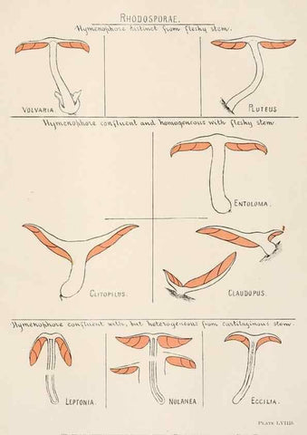 Reproducción/Reproduction 8535968167: Toadstools, mushrooms, fungi, edible and poisonous;. Indianapolis,The Bowen-Merrill Company[c1902]