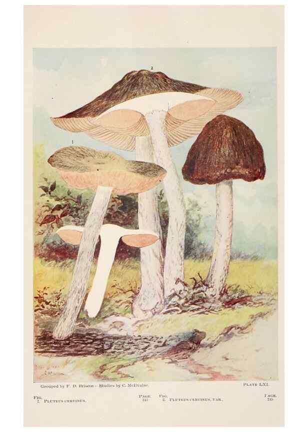 Reproducción/Reproduction 8535968903: Toadstools, mushrooms, fungi, edible and poisonous;. Indianapolis,The Bowen-Merrill Company[c1902]