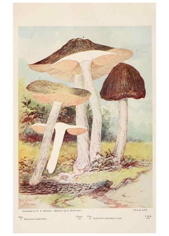 Reproducción/Reproduction 8535968903: Toadstools, mushrooms, fungi, edible and poisonous;. Indianapolis,The Bowen-Merrill Company[c1902]