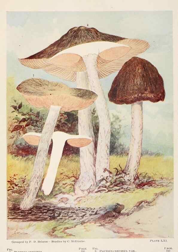 Reproducción/Reproduction 8535968903: Toadstools, mushrooms, fungi, edible and poisonous;. Indianapolis,The Bowen-Merrill Company[c1902]