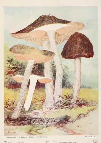 Reproducción/Reproduction 8535968903: Toadstools, mushrooms, fungi, edible and poisonous;. Indianapolis,The Bowen-Merrill Company[c1902]