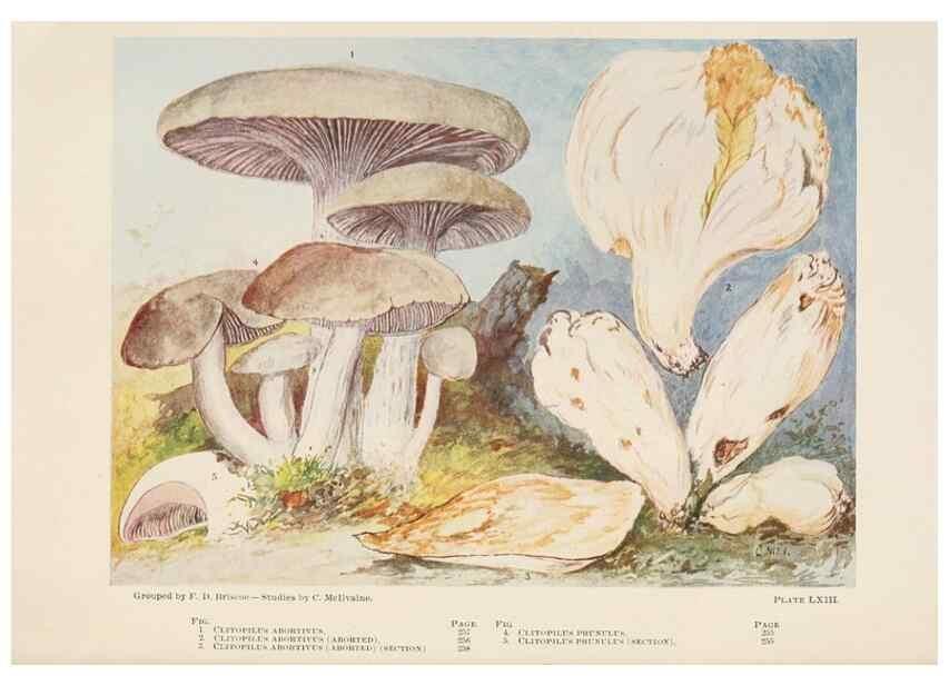 Reproducción/Reproduction 8537073904: Toadstools, mushrooms, fungi, edible and poisonous;. Indianapolis,The Bowen-Merrill Company[c1902]