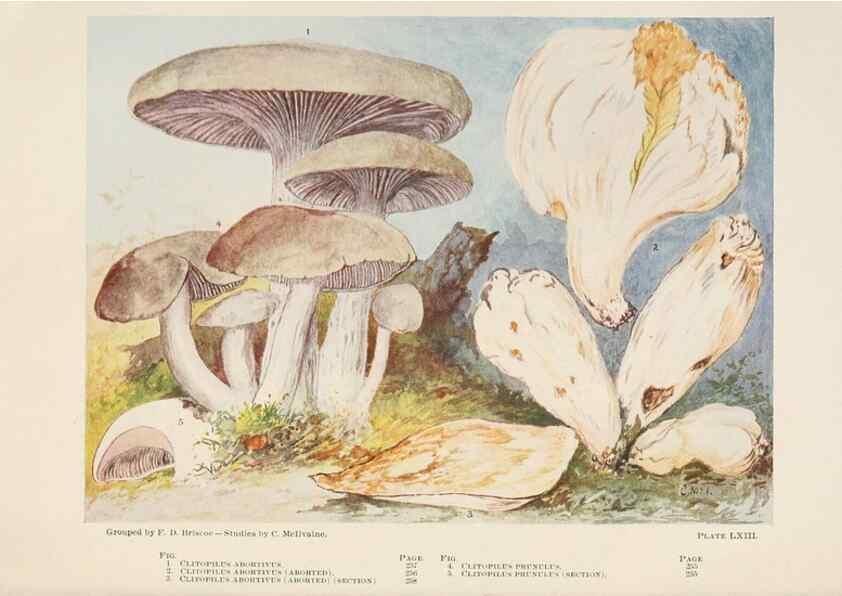 Reproducción/Reproduction 8537073904: Toadstools, mushrooms, fungi, edible and poisonous;. Indianapolis,The Bowen-Merrill Company[c1902]