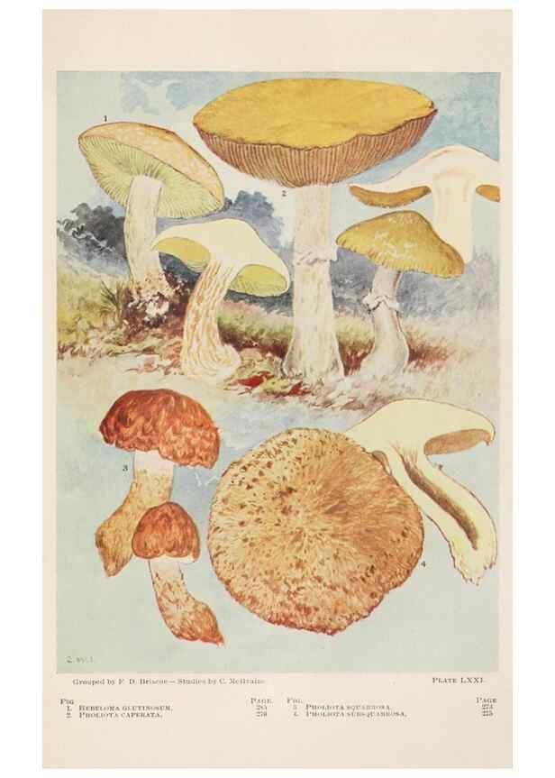 Reproducción/Reproduction 8537074240: Toadstools, mushrooms, fungi, edible and poisonous;. Indianapolis,The Bowen-Merrill Company[c1902]