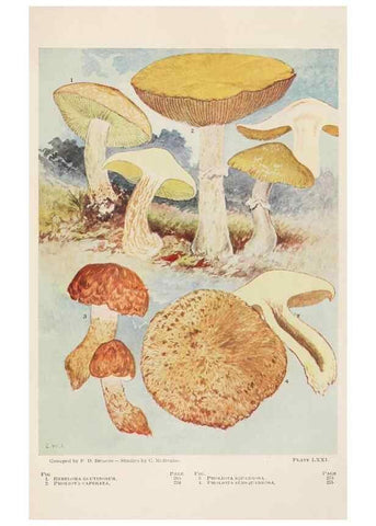 Reproducción/Reproduction 8537074240: Toadstools, mushrooms, fungi, edible and poisonous;. Indianapolis,The Bowen-Merrill Company[c1902]