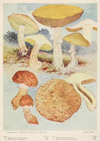 Reproducción/Reproduction 8537074240: Toadstools, mushrooms, fungi, edible and poisonous;. Indianapolis,The Bowen-Merrill Company[c1902]