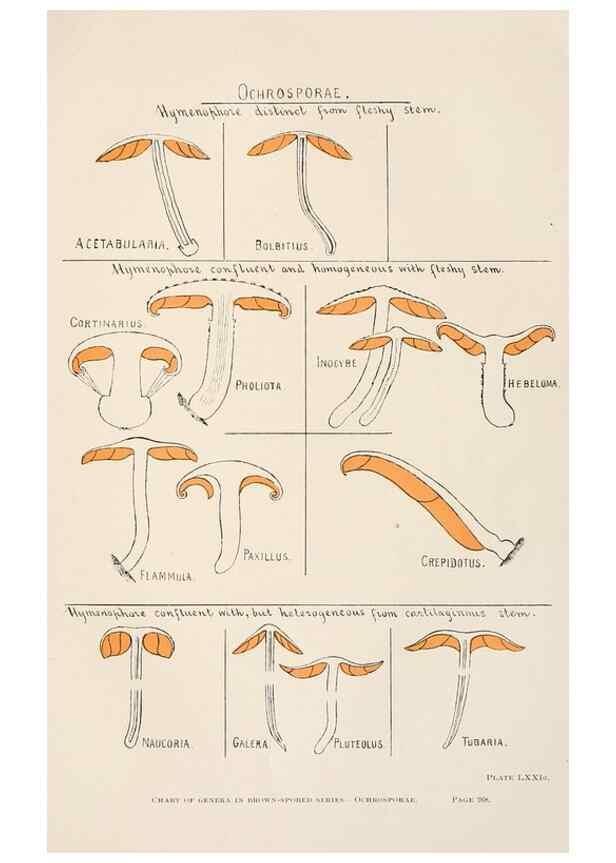 Reproducción/Reproduction 8537075214: Toadstools, mushrooms, fungi, edible and poisonous;. Indianapolis,The Bowen-Merrill Company[c1902]