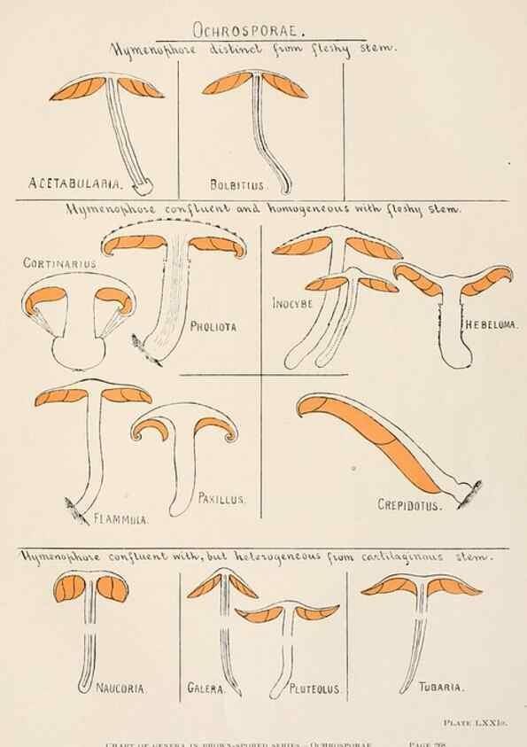 Reproducción/Reproduction 8537075214: Toadstools, mushrooms, fungi, edible and poisonous;. Indianapolis,The Bowen-Merrill Company[c1902]
