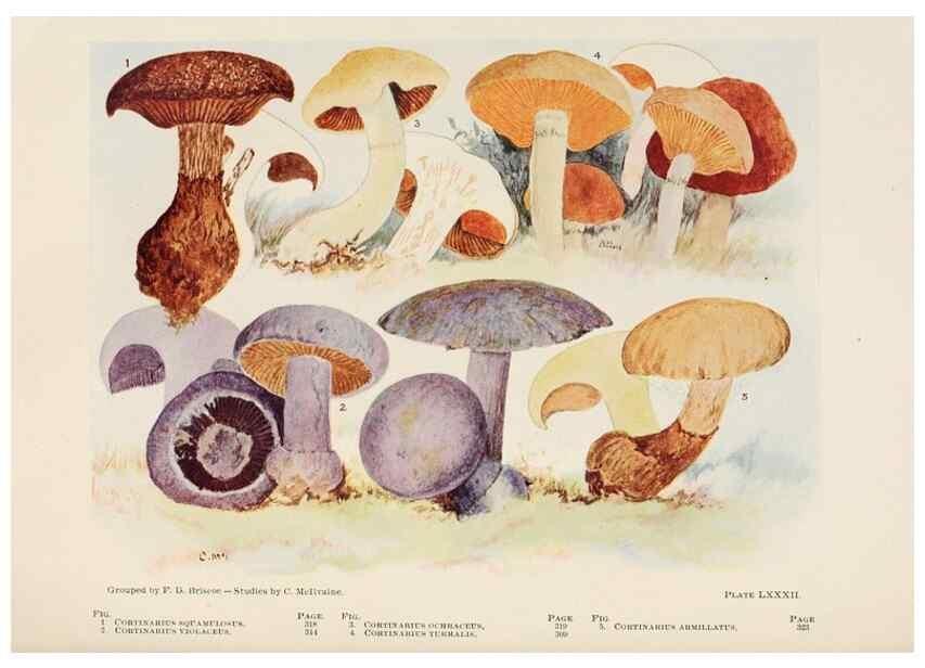 Reproducción/Reproduction 8535971057: Toadstools, mushrooms, fungi, edible and poisonous;. Indianapolis,The Bowen-Merrill Company[c1902]