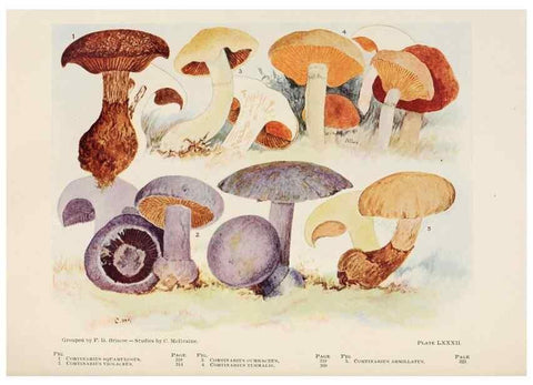 Reproducción/Reproduction 8535971057: Toadstools, mushrooms, fungi, edible and poisonous;. Indianapolis,The Bowen-Merrill Company[c1902]