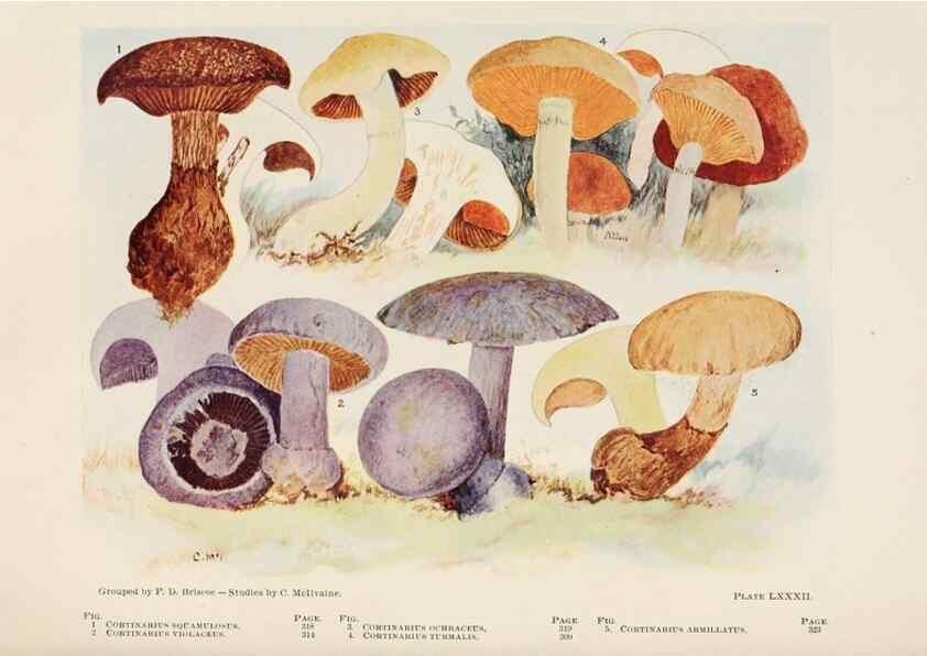 Reproducción/Reproduction 8535971057: Toadstools, mushrooms, fungi, edible and poisonous;. Indianapolis,The Bowen-Merrill Company[c1902]