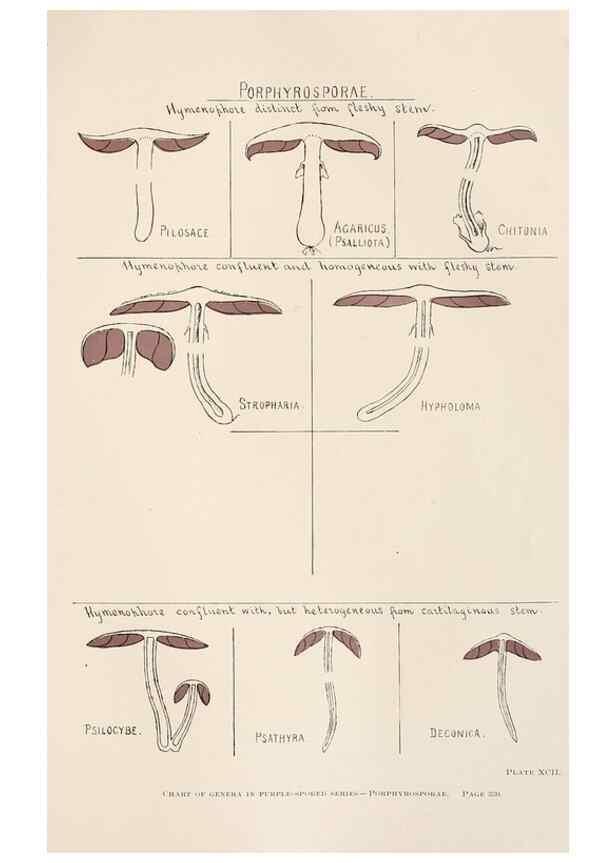 Reproducción/Reproduction 8535971399: Toadstools, mushrooms, fungi, edible and poisonous;. Indianapolis,The Bowen-Merrill Company[c1902]