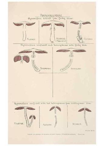 Reproducción/Reproduction 8535971399: Toadstools, mushrooms, fungi, edible and poisonous;. Indianapolis,The Bowen-Merrill Company[c1902]